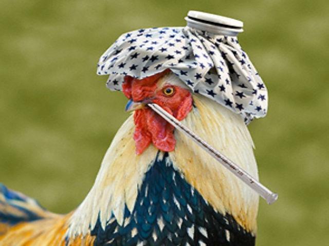 курица болеет