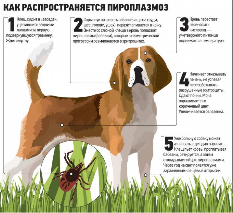 Пироплазмоз