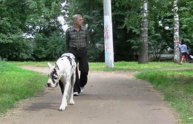 Житель Ивановской области привлечен к ответственности за выгул собаки без поводка и намордника