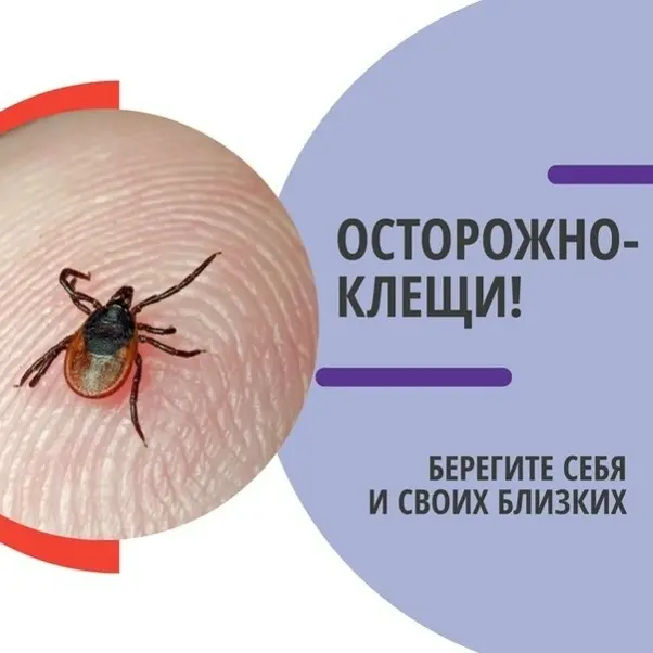 Второй пик активности клещей